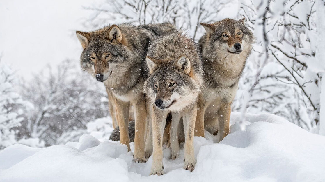 Three wolves standing together. Photo.