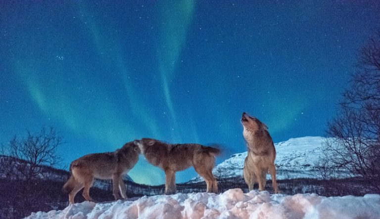 Three wolves howling to the aurora.